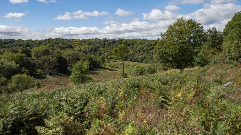 Views across the heathland at Headley
